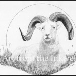 Dall Sheep