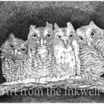 Owls