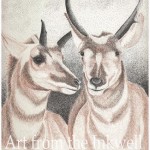 Pronghorns