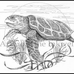 Sea Turtle